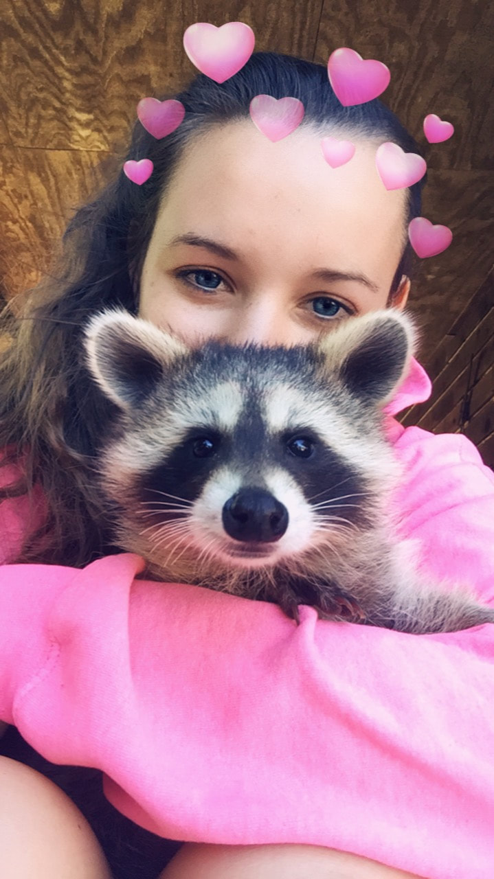 raccoon adoption near me