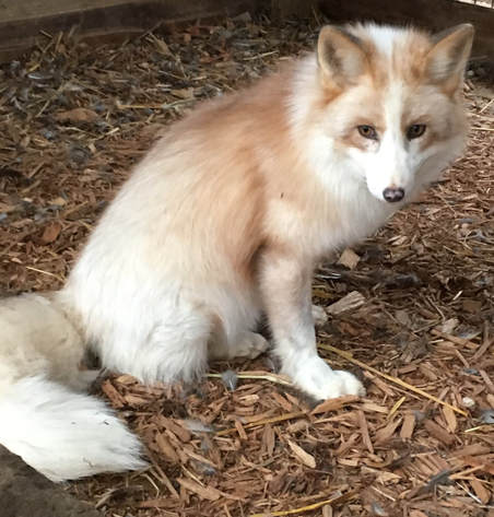 Red Fox Lost River Exotics,Dog Seizures Video